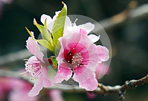 Close-up of peach blossoms blooming on branches..