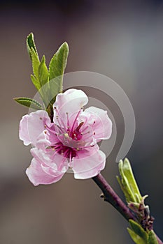 close up of peach flowers