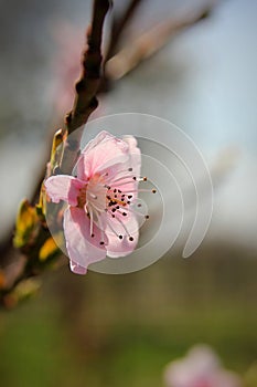 Close up peach tree pink flower on a branch