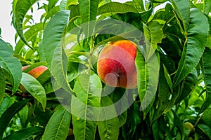 Close up of Peaches in a Tree