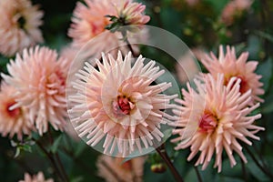 A close up of peachy-pink Dahlia flowers of the variety `Preference` in a garden