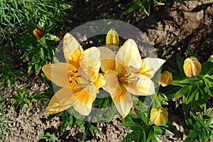 A close up of peachy yellow lilies of the `Salmon Classic` variety Longiflorum-Asiatic L.A. hybrid lily in the garden