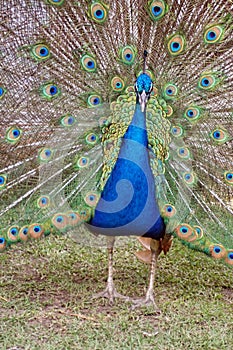 Close up of a peacock