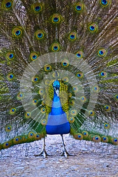 Close up of peacock