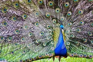 Close up of peacock