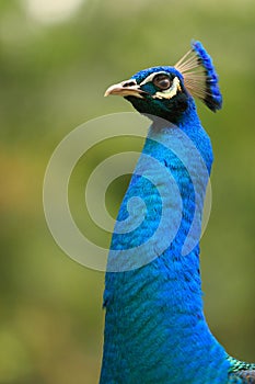 A close up of a Peacock