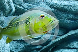 Close up of a Peacock bass swimming in an aquarium. cichala intermedia