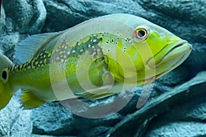 Close up of a Peacock bass swimming in an aquarium. cichala intermedia