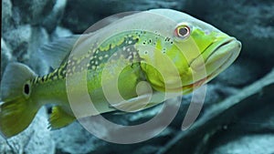 Close up of a Peacock bass swimming in an aquarium. cichala intermedia