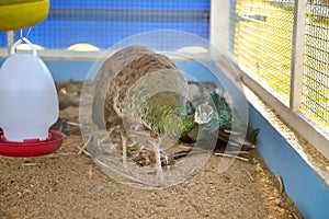 close up of peacock in cage