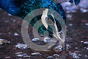 Close up of peacock drinking water from puddle