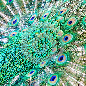 Close up Peacock feather