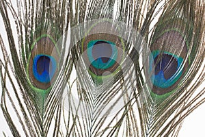 Close Up Peacock Feather