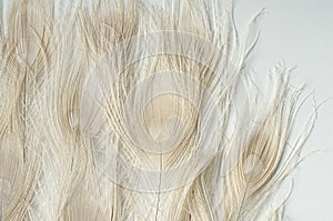 Close-up peacock feathers composition on white background