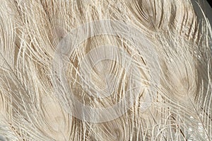 Close-up peacock feathers composition on white background