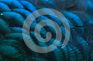 Close-up of the  peacock feathers .Macro blue feather, Feather, Bird, Animal. Macro photograph