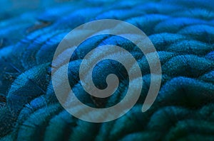 Close-up of the  peacock feathers .Macro blue feather, Feather, Bird, Animal. Macro photograph