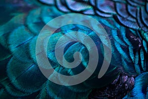 Close up of the  peacock feathers .Macro blue feather, Feather, Bird, Animal. Macro photograph