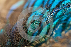 Close-up of the  peacock feathers .Macro blue feather, Feather, Bird, Animal. Macro photograph