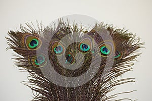 Close up of peacock feathers with white background.