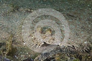 Close up of a Peacock Flounder fish