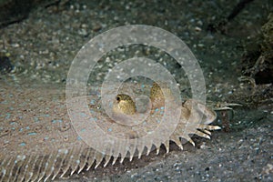 Close up of a Peacock Flounder fish