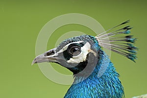 Close up of a peacock head