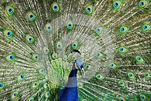 Close up of a peacock