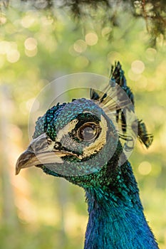 Close up of peacock head, portrait of blue peacock