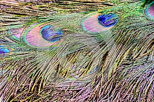 A close up of a peacock& x27;s feathers, which are vibrant and colorful