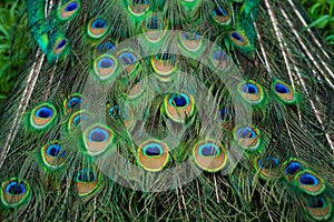 Close-up of a peacock`s tail. Feathers on the tail of a peacock. Colors of nature