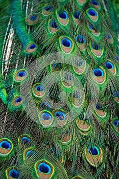 Close-up of a peacock`s tail. Feathers on the tail of a peacock. Colors of nature