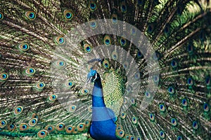 Close up of peacock showing its beautiful feathers. Beautiful peacock male displaying his tail