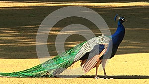 Close-up of a peacock who looks into the camera, and then goes out of the frame