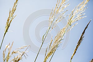 Close-up of peaking lush reed golden growing plants against the clear blue sky, growth concept background with copy space.