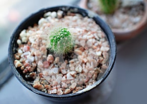 Close-up of Peanut cactus planting in a small black pot and placed next to a glass wall