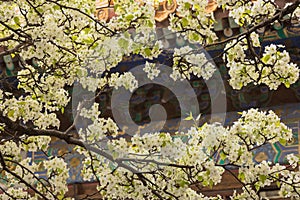 Close up of pear blossom in the courtyard of  the Palace of Obeying the Heaven photo