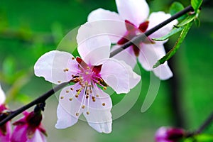 Close up pear flowers