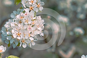 Close-up with pear flowers in full spring bloom and unfocused background