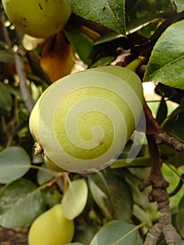 Close up of Pear Hanging on tree.Fresh juicy pears on pear tree branch.Organic pears in natural environment.