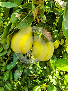 Close up of Pear Hanging on tree.Fresh juicy pears on pear tree branch.Organic pears in natural environment.