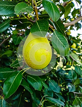 Close up of Pear Hanging on tree.Fresh juicy pears on pear tree branch.Organic pears in natural environment.