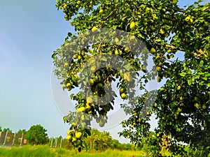 Close up of Pear Hanging on tree.Fresh juicy pears on pear tree branch.Organic pears in natural environment.