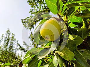 Close up of Pear Hanging on tree.Fresh juicy pears on pear tree branch.Organic pears in natural environment.