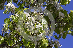 Close-up of pear tree blossoms
