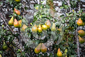 Close up of pear tree with pears in bunches hanging off during a bright sunny day in the UK