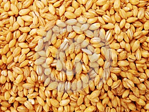 Close Up Of Pearl Barley