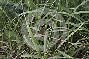 close-up: pearly heath butterfly with the reddish yellow underside