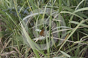 close-up: pearly heath butterfly with the reddish yellow undeside