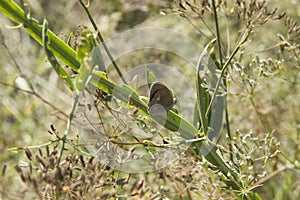 close-up: pearly heath butterfly with the reddish yellow undeside